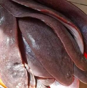 WhatsApp Image 2026-01-23 at 12.21.06 PM