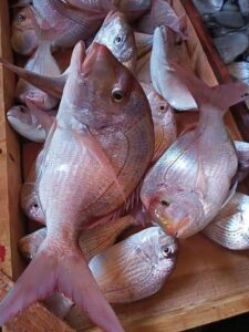 WhatsApp Image 2026-01-23 at 12.21.07 PM (3)