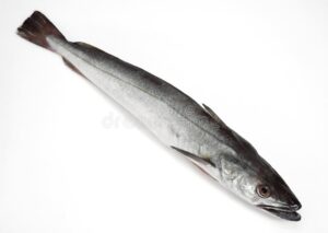 WhatsApp Image 2026-01-23 at 12.21.07 PM