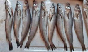 WhatsApp Image 2026-01-24 at 8.41.01 PM